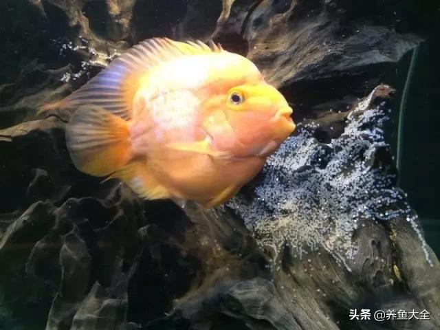 马来西亚买海鲜,怎么样直接从马来西亚购买龙鱼