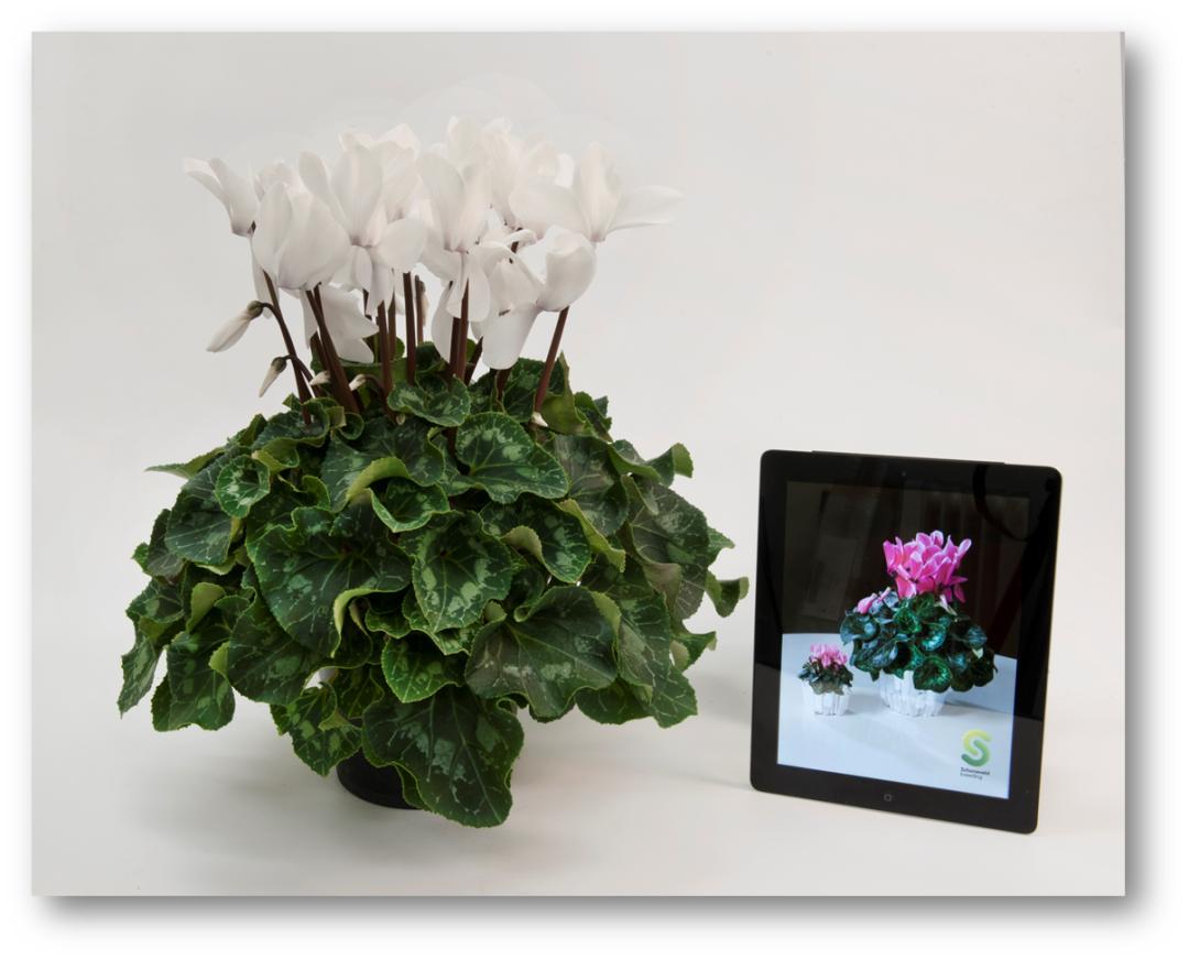 如果放在动物界，这种花就是猛犸象般的神奇存在