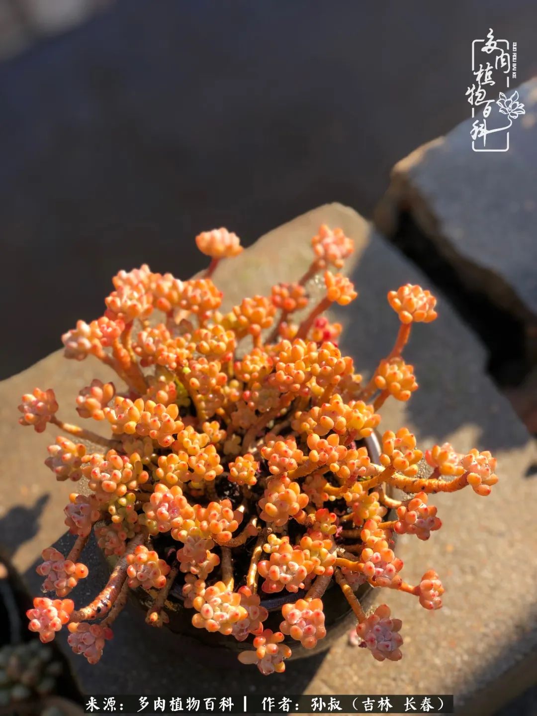 与多肉一起成长,与多肉相伴