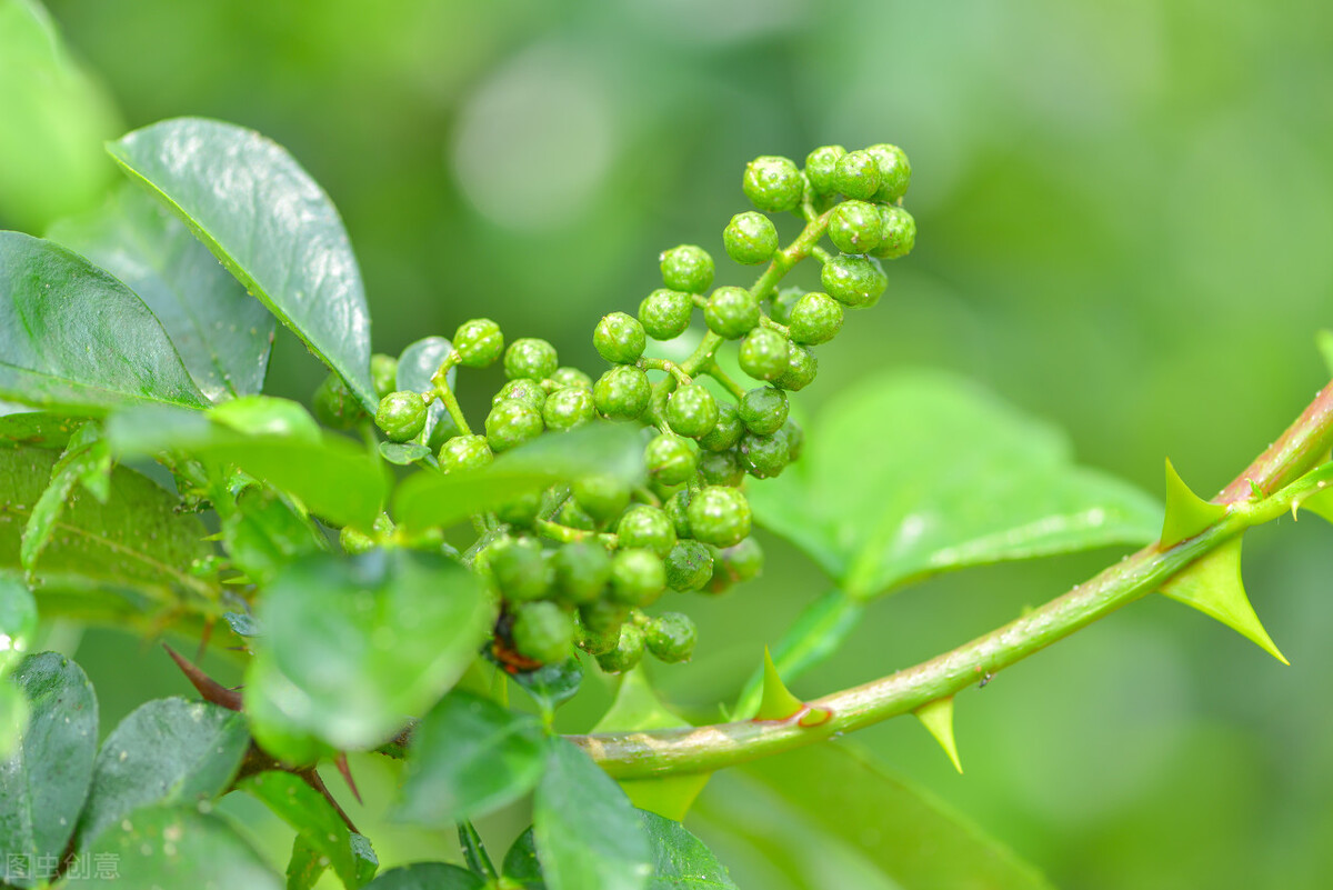 狼牙棒花可以栽家里吗,狼牙棒适合种什么花