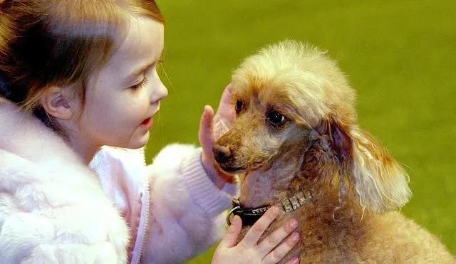 狗狗老是爱扒腿怎么办,狗狗扒腿怎么纠正