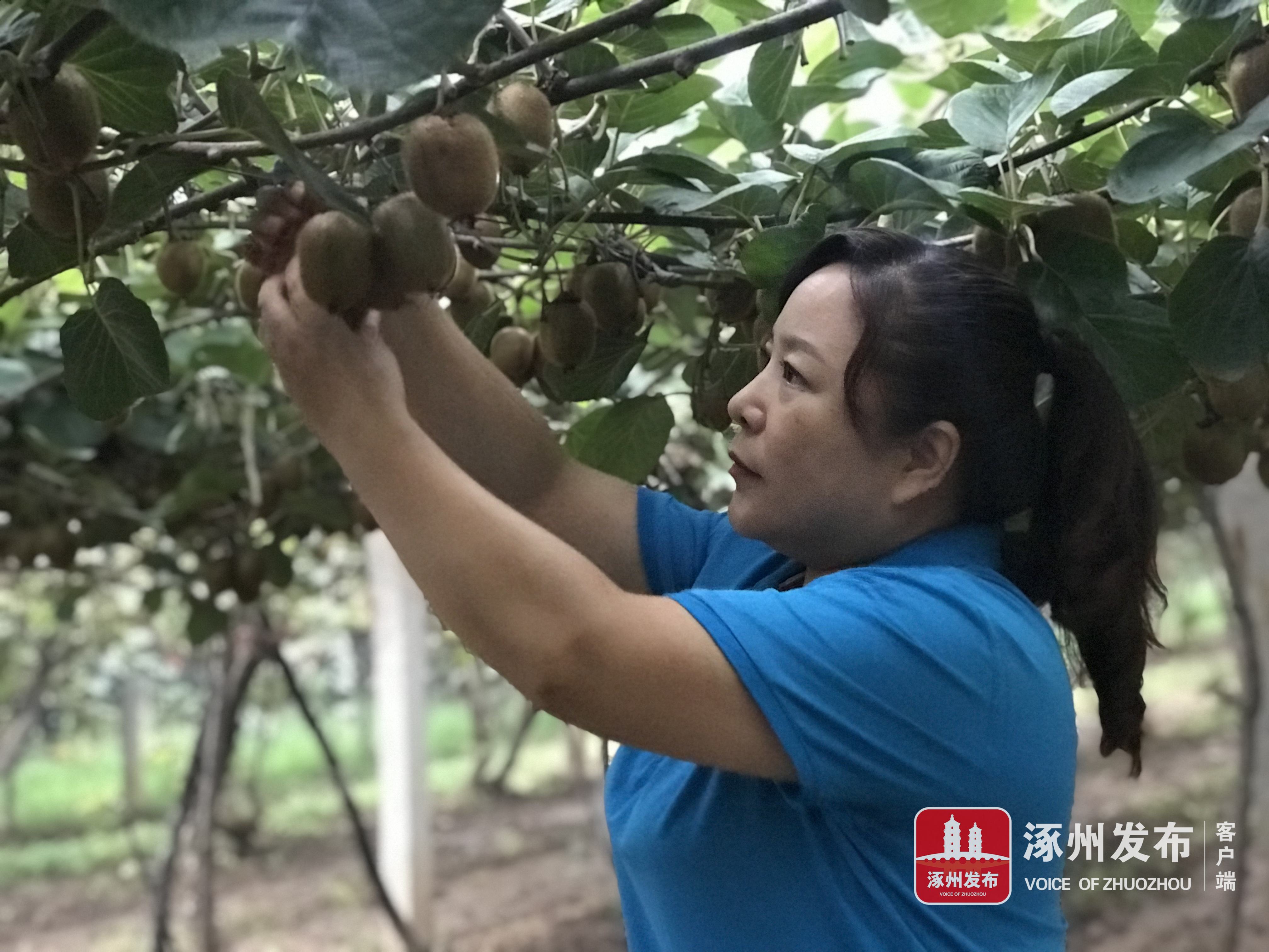 甜甜猕猴桃视频,陕西眉县猕猴桃酸甜刚刚好