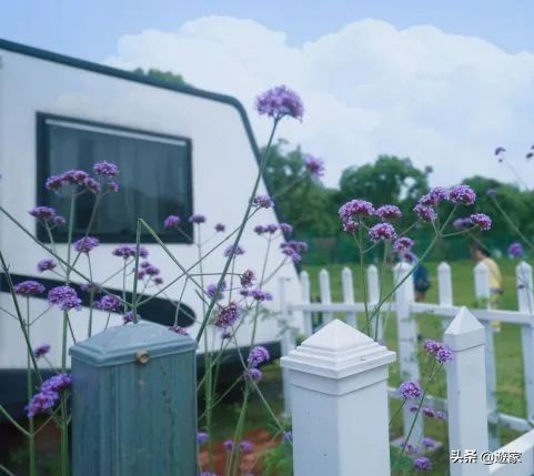 又到了薰衣草盛开的季节,上海市薰衣草花海