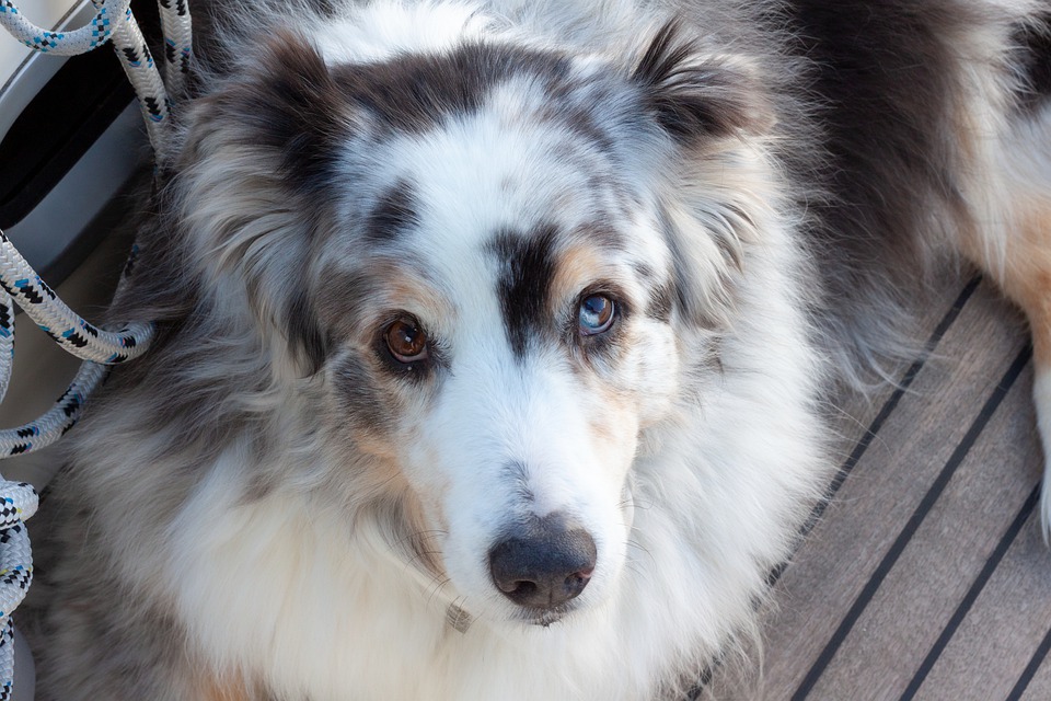 now狗粮长肉吗,now狗粮幼犬能吃吗