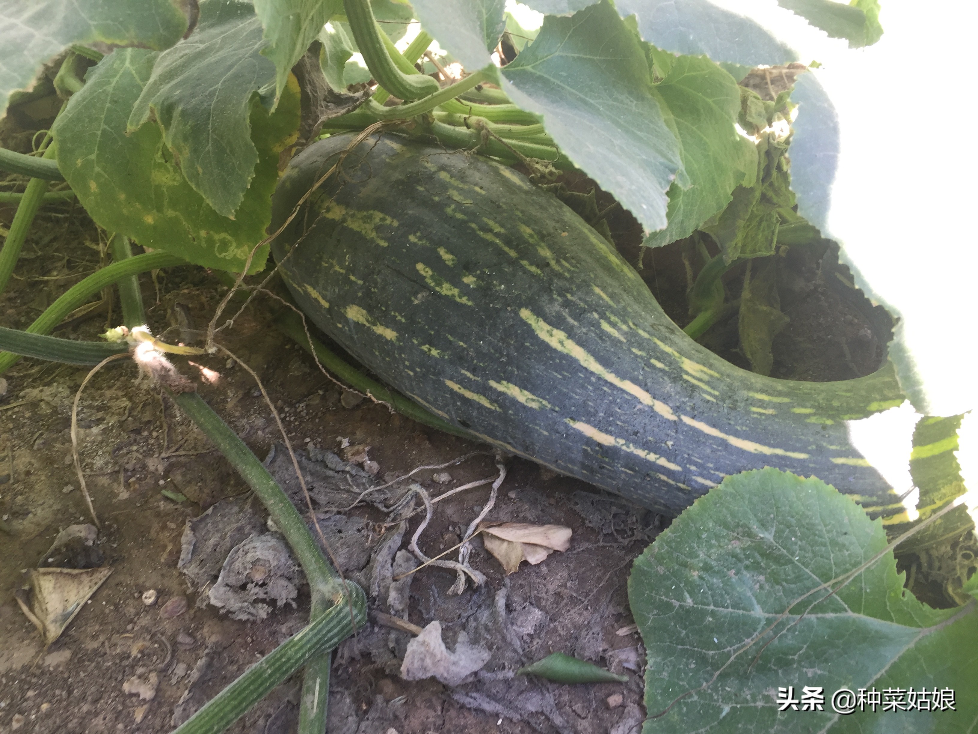 雨季种植大棚蔬菜要点,雨季种的蔬菜老是死怎么办