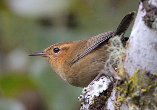 东江揽胜,惠州淡水常见鸟类图谱