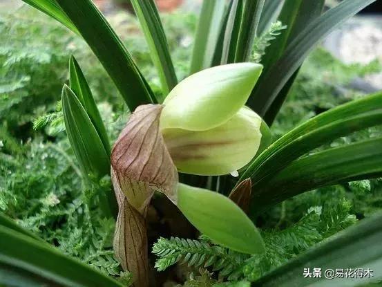 春兰荷瓣几大名品,春兰环球荷鼎和大富贵的区别