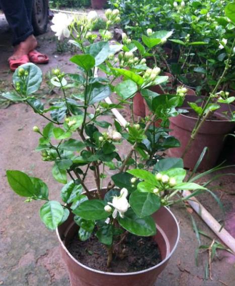 刚买茉莉花怎么养护好,6月份买的茉莉花如何养护长新芽