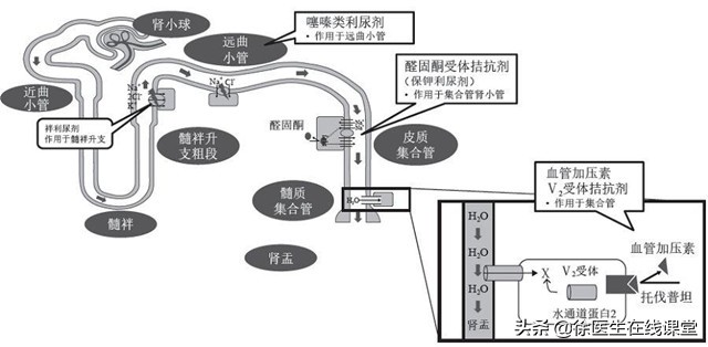 低蛋白引起的腹水的最好治疗方法,低蛋白引起肚子腹水怎么办