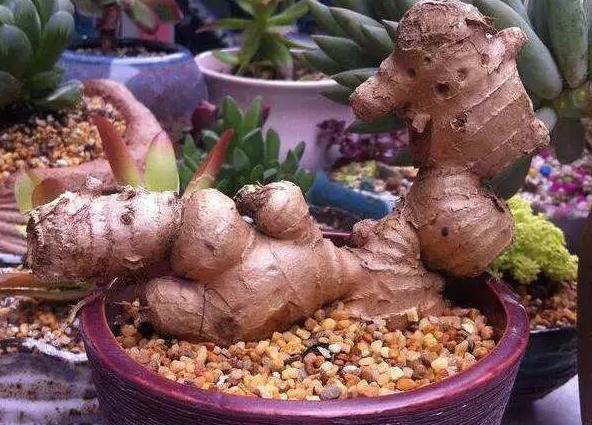 种植生姜需要天天浇水,生姜种植苗期松土的好处