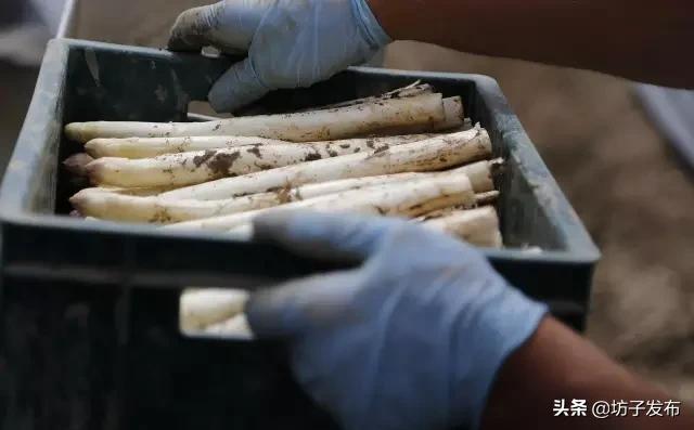 鎴戜滑鏉ュ埌浜嗕腑鍥界殑鑺︾瑡涔嬩埂,鍧婂瓙鑺︾瑡