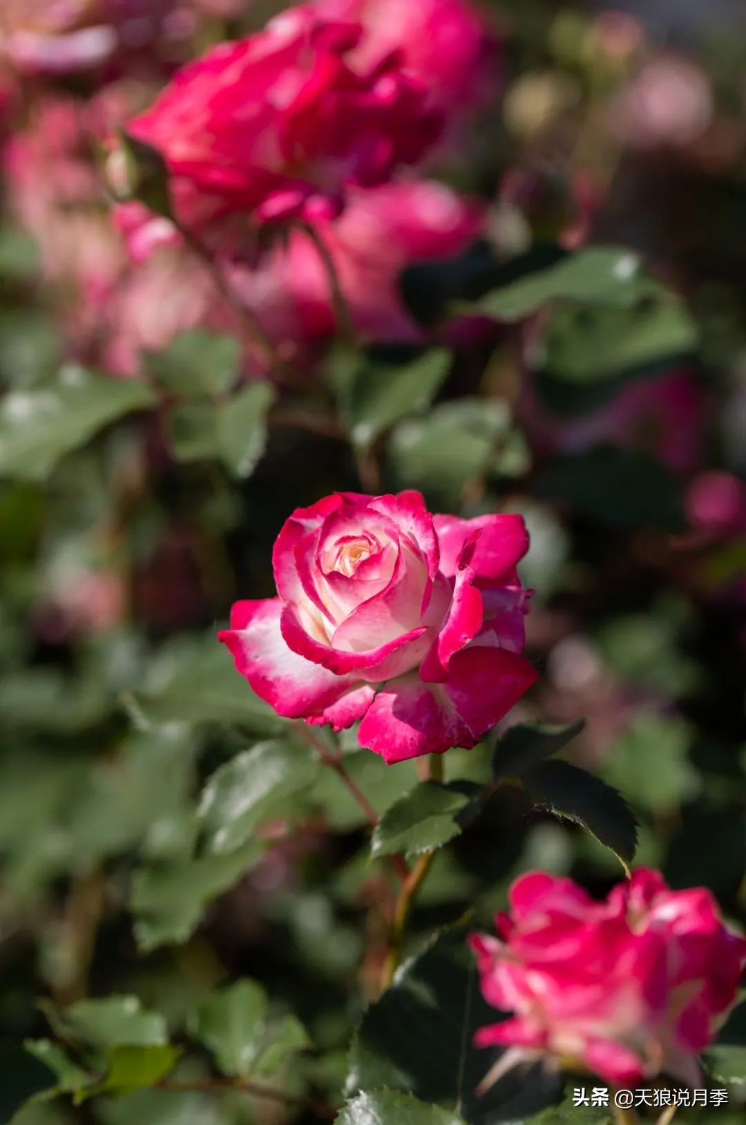 2022年天狼月季新品,月季天狼新品曝光