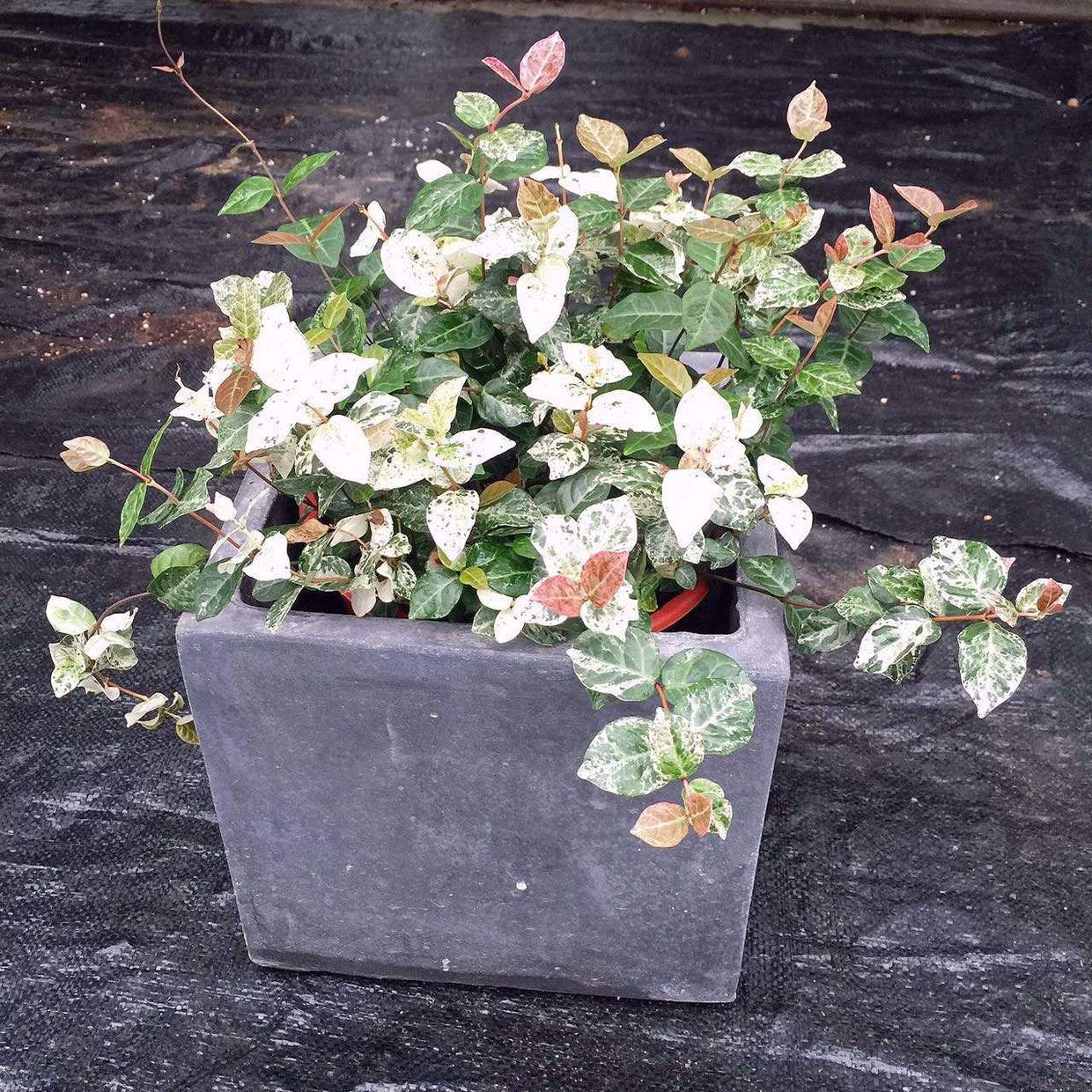 盆植的花叶络石要如何浇水,枝叶生长郁郁葱葱的秘密