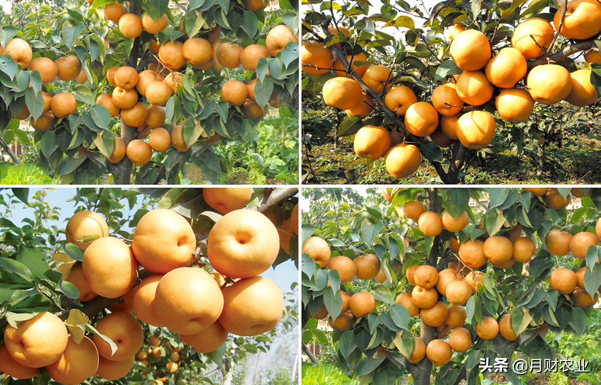 怎么区分秋月梨和丰水梨,如何区分秋月梨和秋皮梨