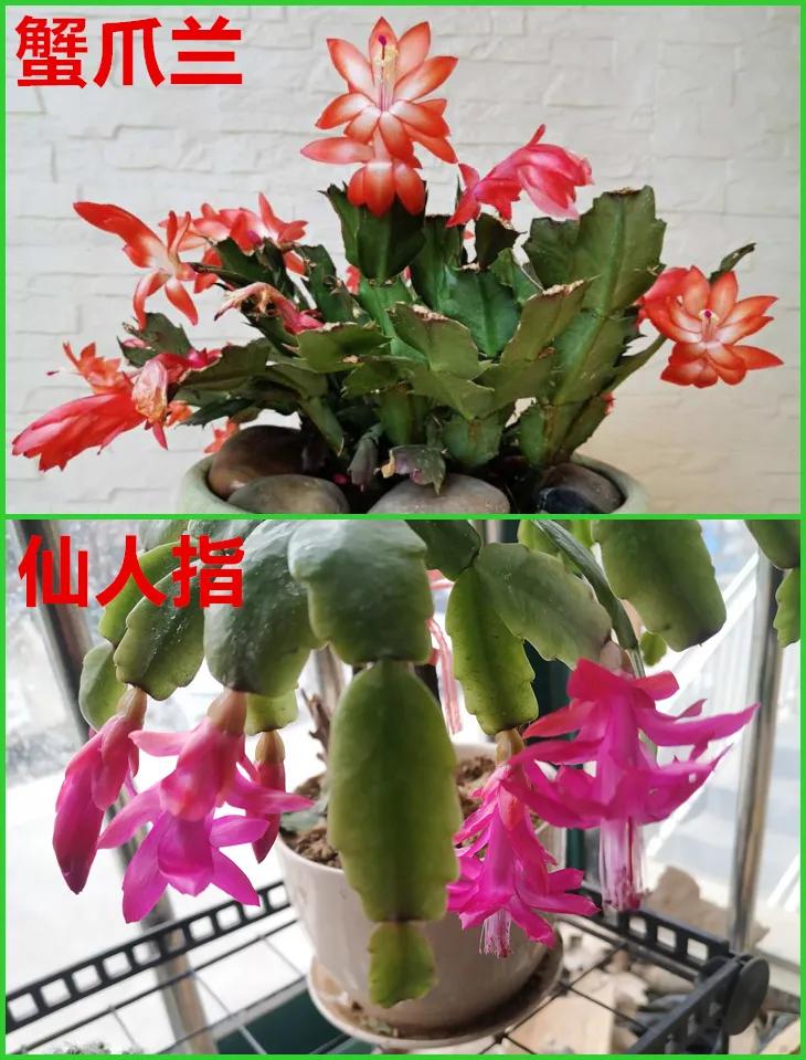 教你如何避开假货买到真品,一张图告诉你怎样分辨假货