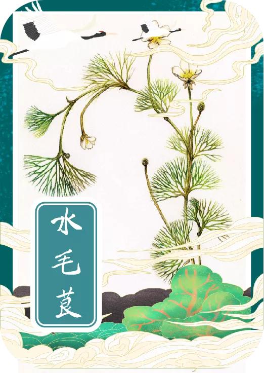 「手绘湖州」小满节气，一起揭开湖州古称“菰城”背后的玄机