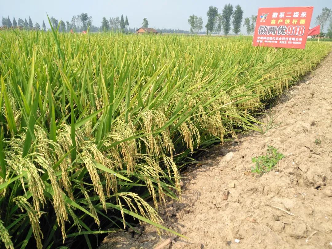徽两优1577第一名高产稻种,徽两优985稻种简介