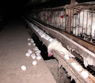 非吃雞蛋不可?打破雞蛋的神話(文:盧麗愛醫生)