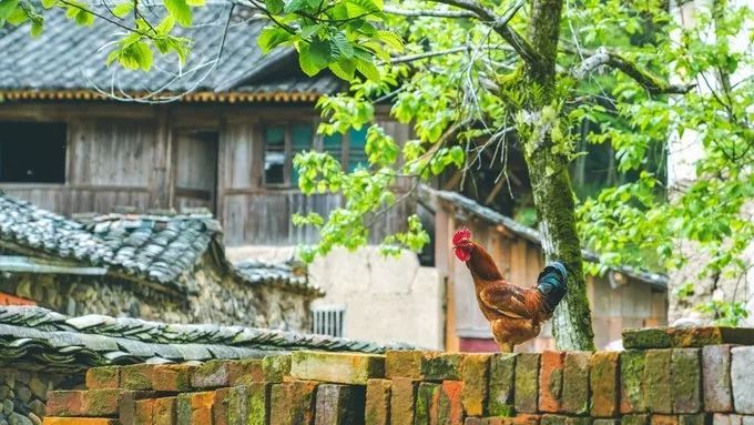 泰顺旅游自驾游景点推荐,浙南小九寨泰顺一日游