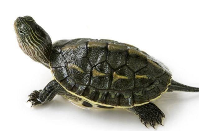 如何计算乌龟的年纪,乌龟从哪里判断出它的年龄