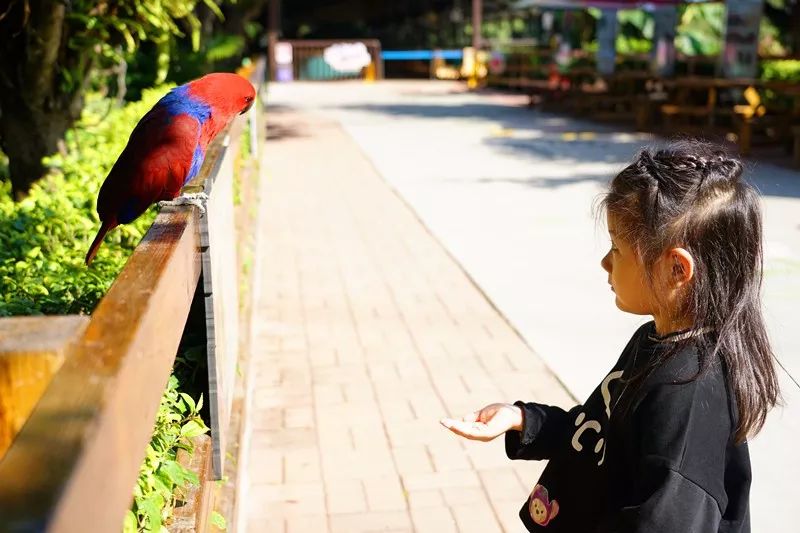 广州旅游攻略长隆动物世界,亲子游广州长隆动物园