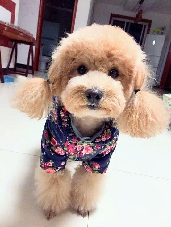 怎么挑选狗粮泰迪狗吃,8岁泰迪吃什么狗粮最好