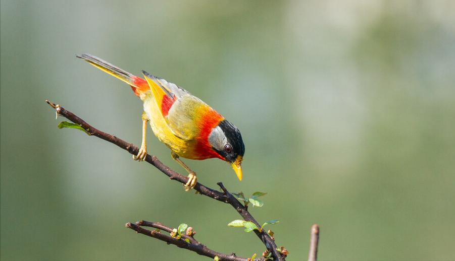 广东常见鸟类图谱和名称图文,东江揽胜鸟类