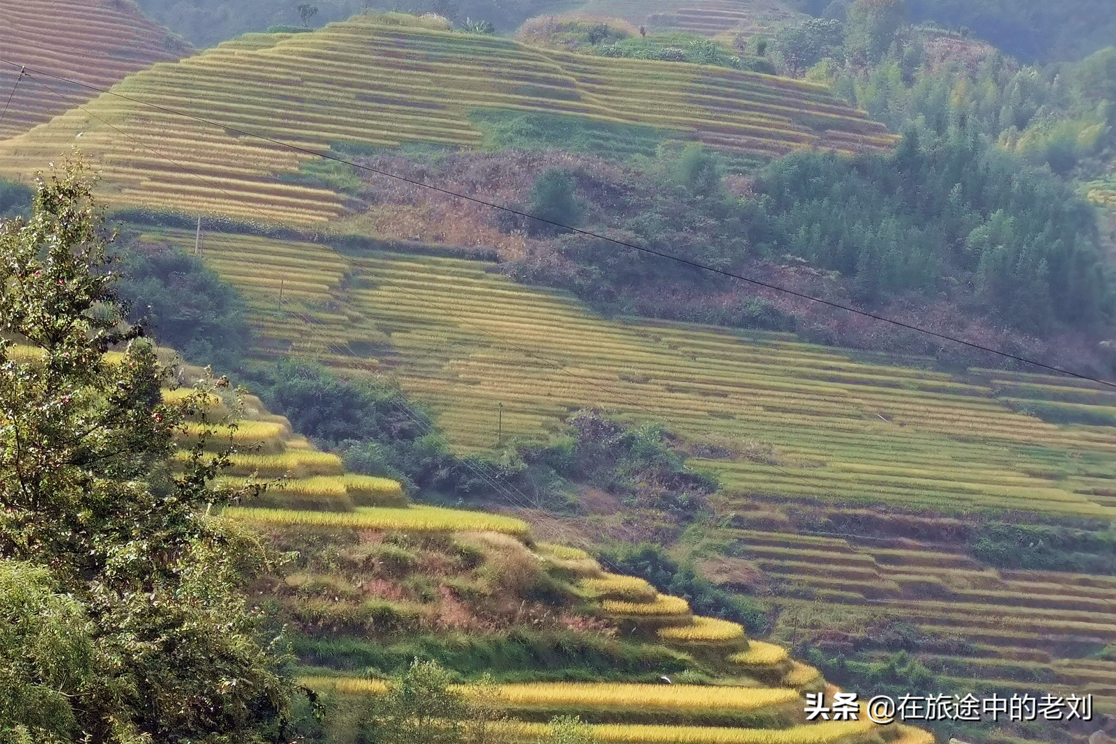 远赴龙脊大寨梯田,追逐今年最后的金黄——桂林七天游1