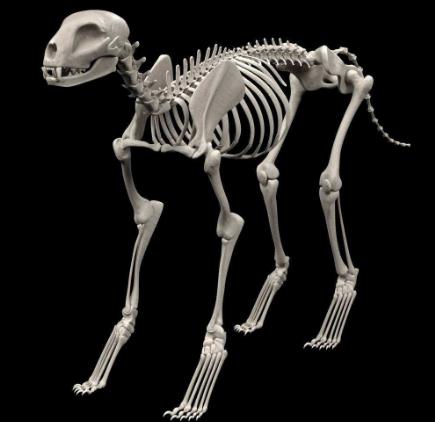 地球历史中最厉害的食肉动物,世界上有什么食肉动物