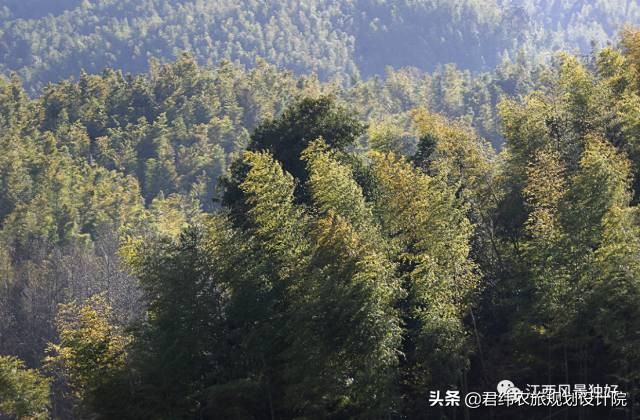 禅风竹韵乐享宜丰直播回放,禅风竹韵乐享宜丰摄影大赛