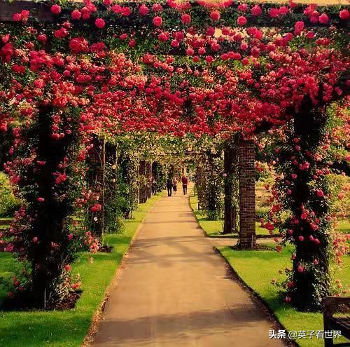 庐山三如琴湖,不识庐山真面目