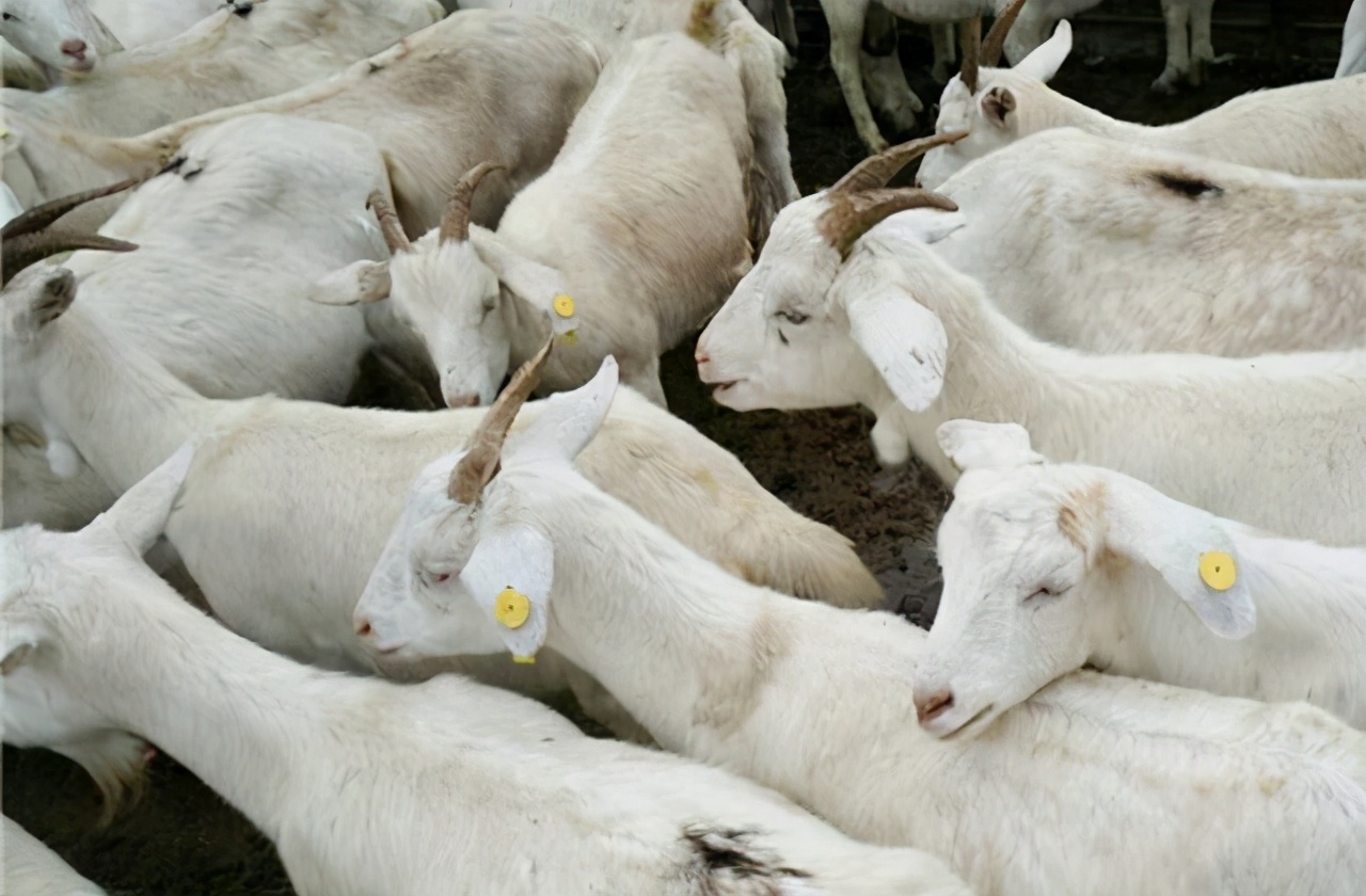 养殖多少只羊年赚十五万,买十只母羊一只公羊一年能赚多少