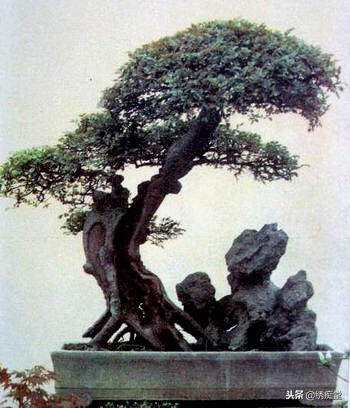 丛林式盆景欣赏,盆景欣赏及制作