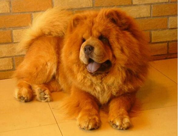 为什么大家不养可卡犬,为什么大家不愿意养宠物