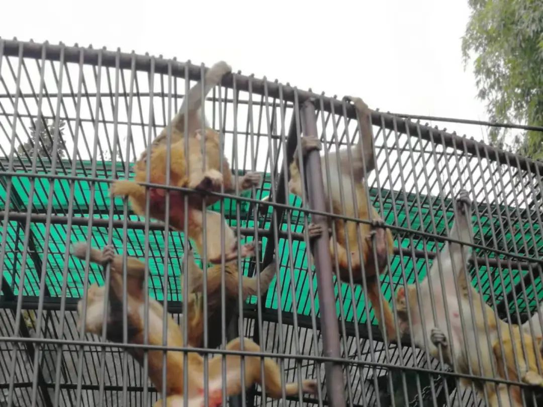 和平公园动物岛还有吗,和平公园可以喂动物吗