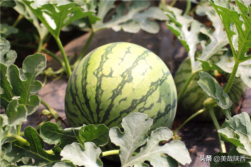 水果之乡陕西大荔,不讲理的大荔县典故