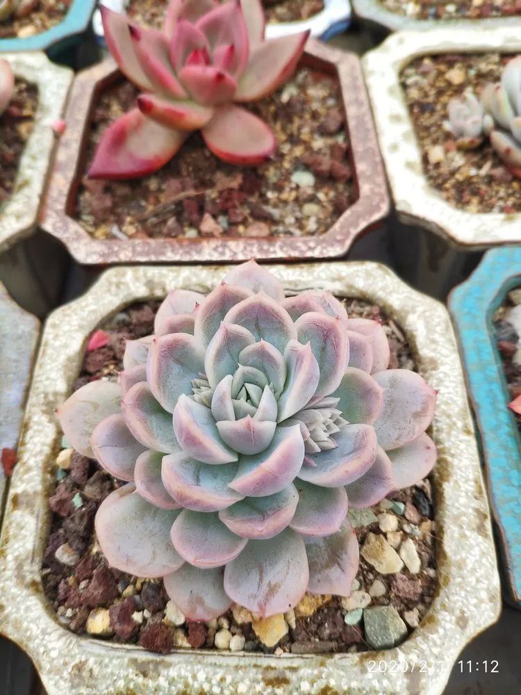 多肉不适合新手养,多肉入坑到什么程度好