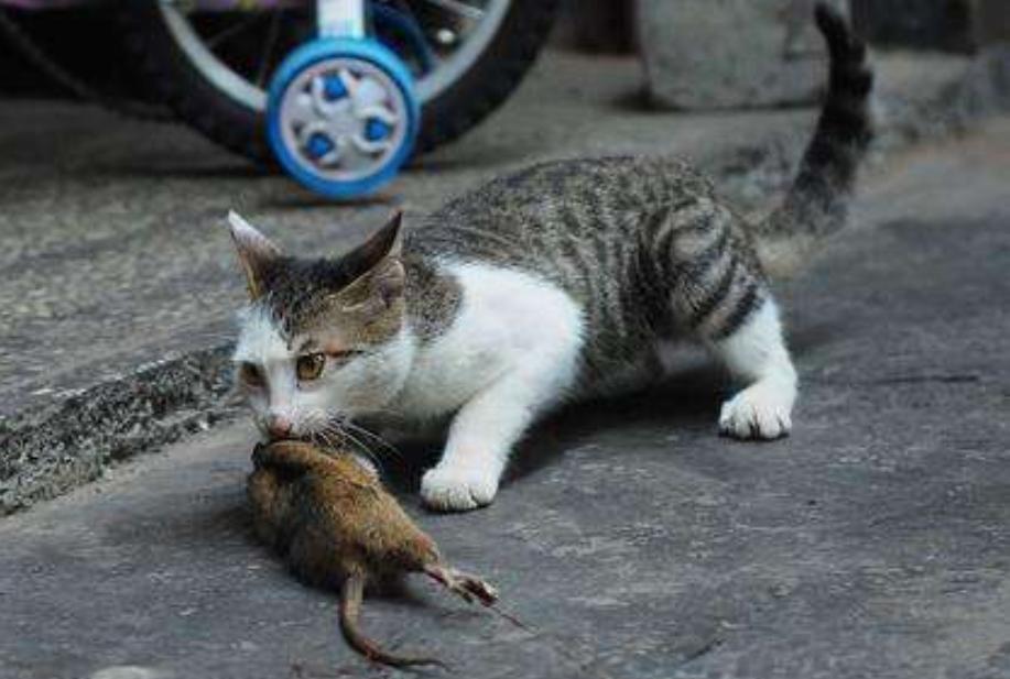 为什么养猫不能喂肉食,为什么说养猫不能喂肉