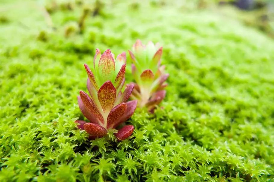 Hreinást植序：地衣是什么？怎么应用到护肤品上了？