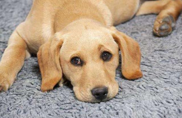 狗狗要攻击你怎么纠正,遇到狗狗攻击怎么办