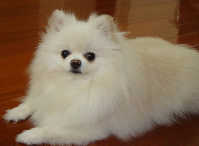 博美被二哈生下高颜值小狗,二哈和博美的孩子