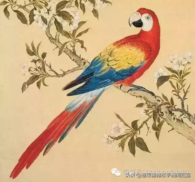 清宫鸟谱,清宫秘传鸟谱大全