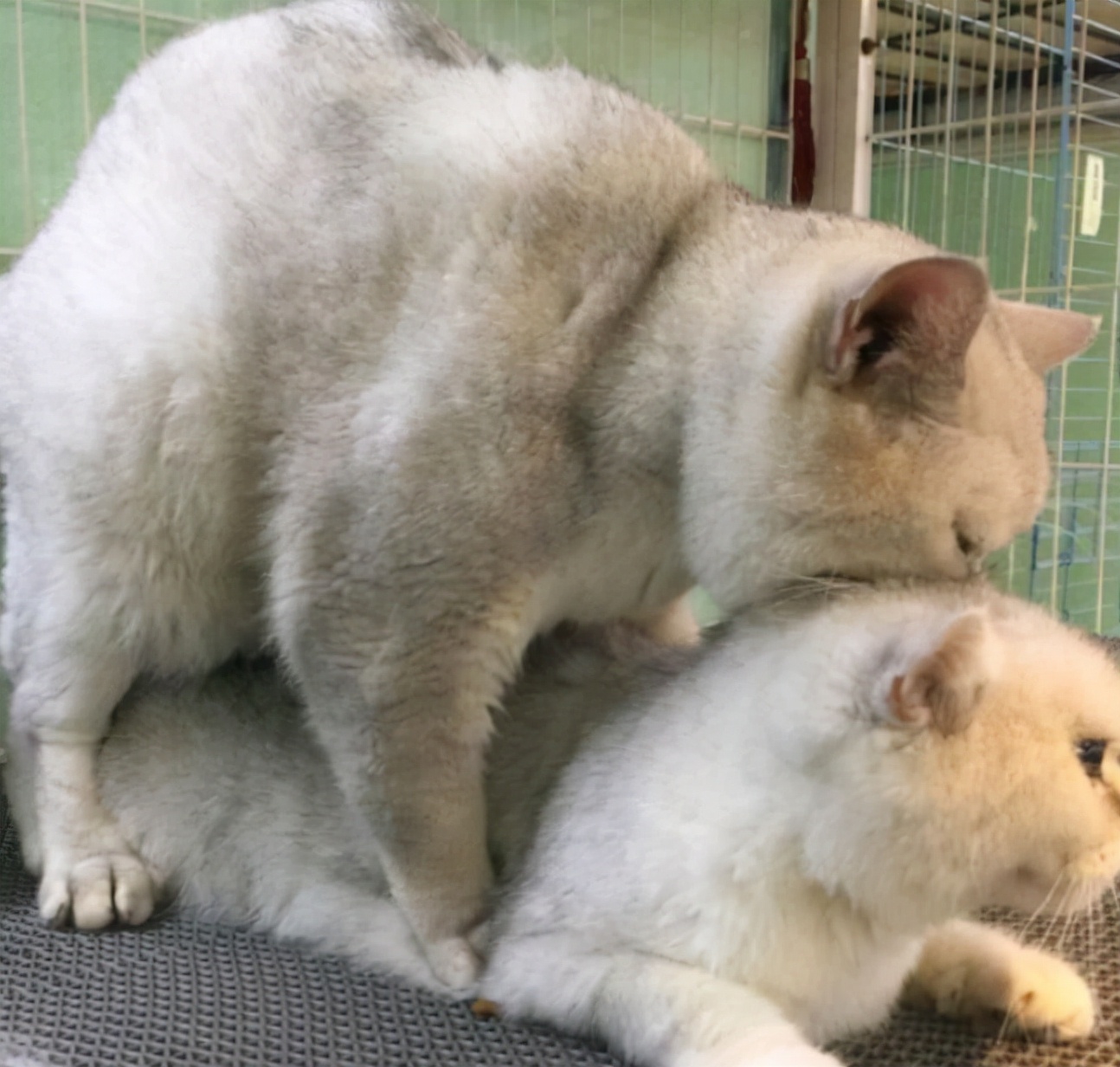 母猫交配后为什么会满地打滚，转过头攻击公猫？