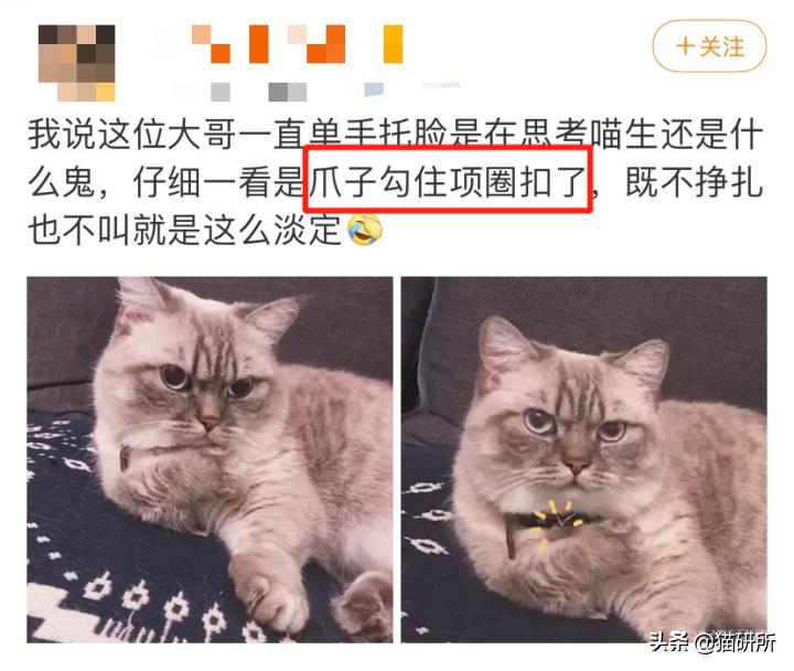 猫咪项圈对猫咪有危害吗,猫项圈给猫咪带来的危害