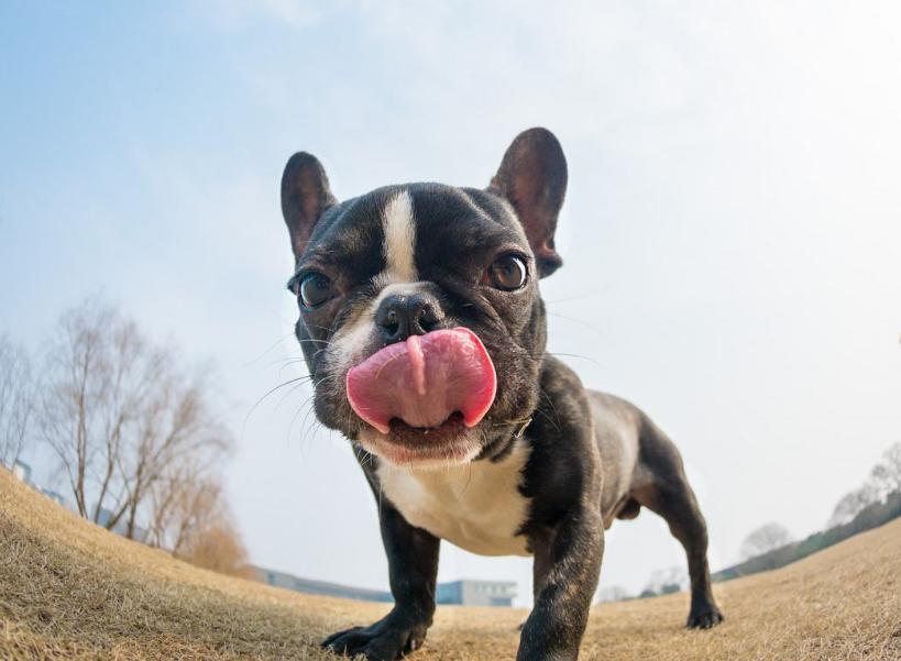 法牛好养吗,想养听话的法牛犬