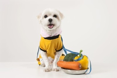 狗狗打嗝最快的解决方法,狗狗得细小痊愈总打嗝怎么回事