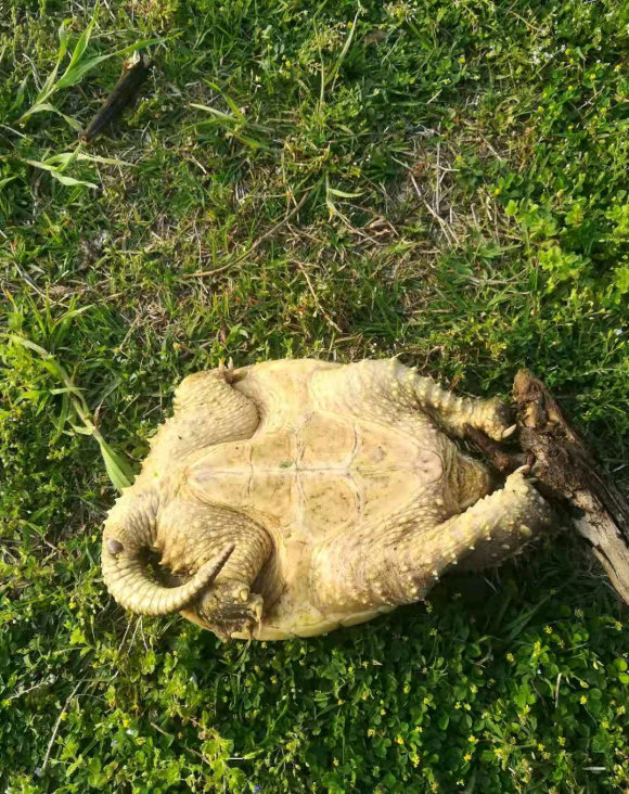 江苏钓鱼人河边发现大龟,追出十几米将其掀翻,网友:吃了它