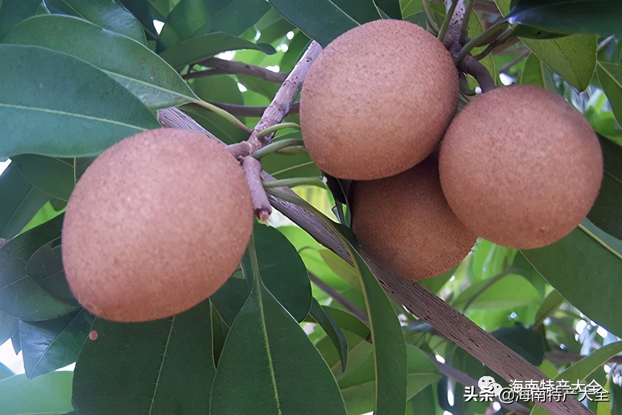 来海南必买的十大特产水果，你吃过哪个？