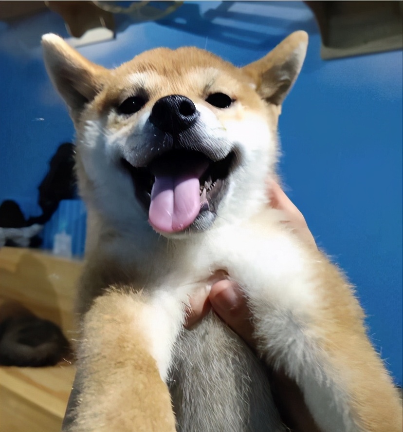 秦皇岛这只网红猫日常“巡逻”你见过吗?岛上还有这些撸猫好去处~