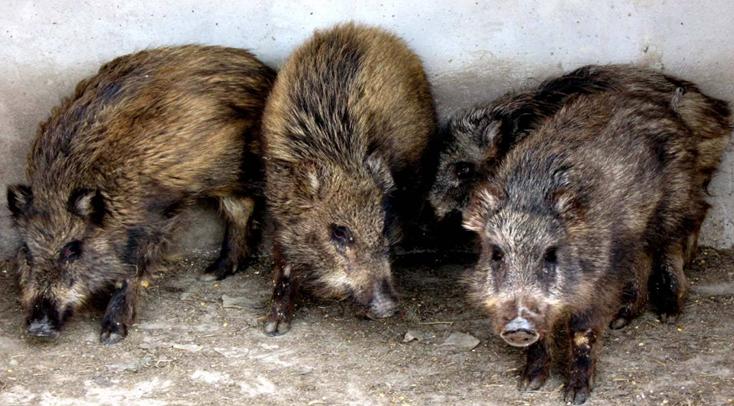 野猪养殖技术哪里学,野猪养殖技术视频东北养野猪